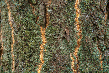 bark texture
