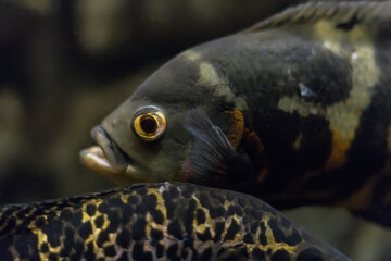 Oscar fish, Astronotus ocellatus. Tropical freshwater fish in aquarium. tiger oscar, velvet cichlid.fish from the cichlid family in tropical South America, most popular cichlids in the aquarium hobby