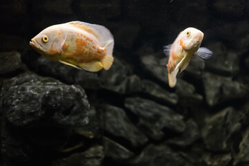 Oscar fish, Astronotus ocellatus. Tropical freshwater fish in aquarium. tiger oscar, velvet...