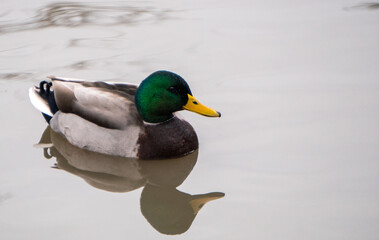 A Mallard swimming in a pond.