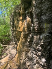 tree trunk in a cave