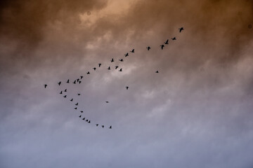 A flock of birds against a Kansas sky. 