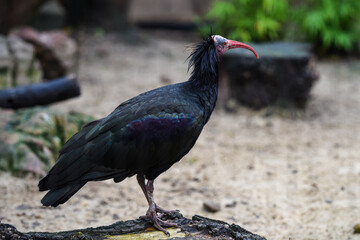 Geronticus eremita or Northern Bald Ibis pictured in a zoo