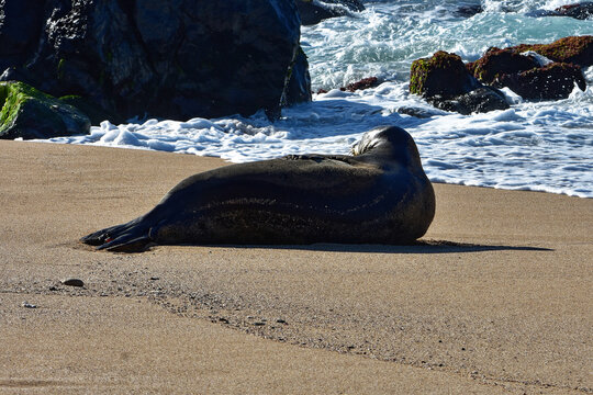 Endangered Hawaiian Monk Seal on Ho'okipa Beach on the North Shore of Maui, Hawaii