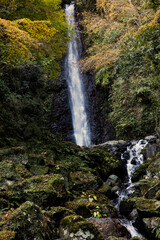 Fototapeta na wymiar 養老の滝と紅葉