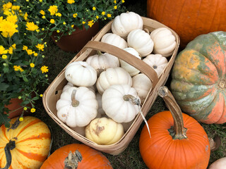 pumpkins, ghost pumpkins, chrysanthemums 