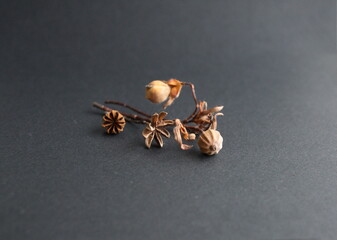 Seeds of Cistus monspeliensis, rockrose, ornamental and medicinal plant, on grey stone background