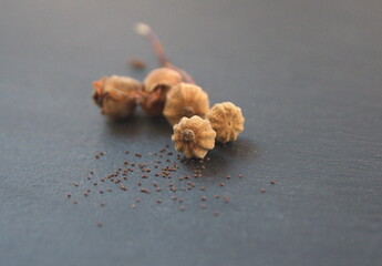Seeds of Cistus monspeliensis, rockrose, ornamental and medicinal plant, on grey stone background