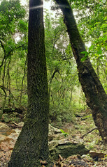 Pequena cachoeira com muitas pedras e arvores em volta. Situada em fazenda na região de Esmeraldas.