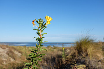 Beauduc - Plage