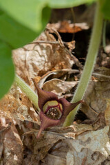 Wild Ginger