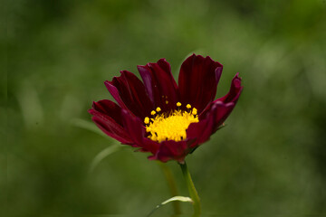   Cosmos flower in the garden       