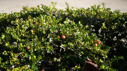 Beautiful leafs with hard shadows