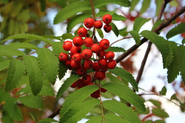 Rowan on a tree | Рябина на дереве