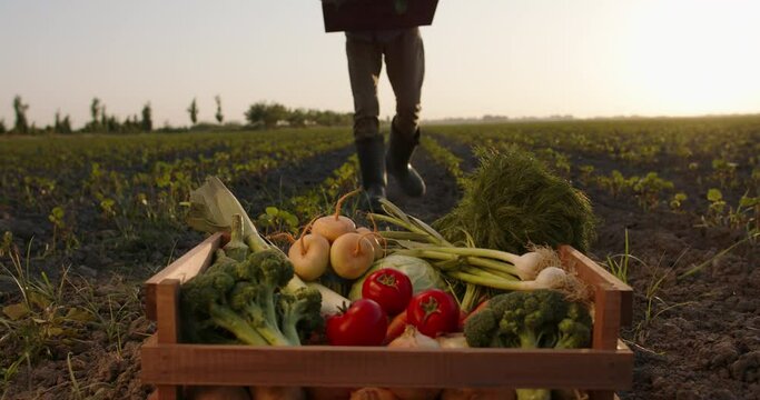 Farmer putting boxes of freshly harvested veggies down. Ranch worker carrying local organic vegetable crops in field - agriculture concept 4k footage