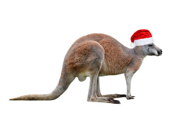Male kangaroo in Christmas hat isolated on white background. - obrazy, fototapety, plakaty
