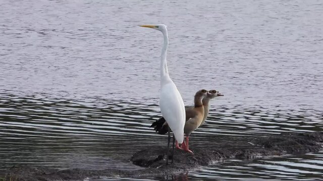 Nilgans und Silberreiher 