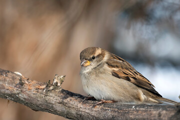 Close Up of a House Sparrow Perched on a Tree Branch