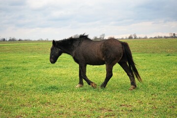 Fototapeta premium horse in the field