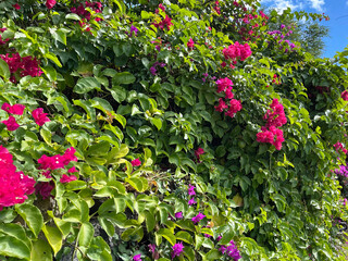flowers in the garden