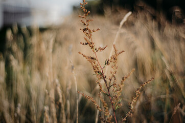 Fototapeta premium grass in the wind