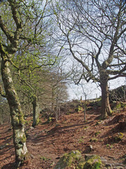 path between tall old beech trees in woodland on a spring morning with sunlight on the branches and blue sky