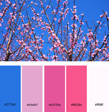 Pink Spring Blossoms Designer Pack Color Palette inspired by nature. Springtime flowering peach tree against a bright blue sky. Designer pack with photograph and swatches with hex codes references.