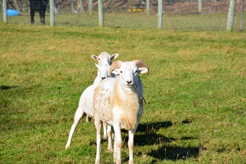 Fototapeta premium sheep in the meadow