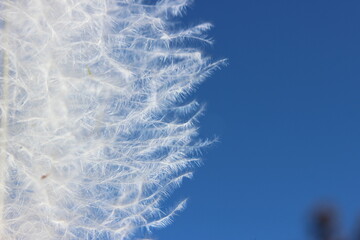 Pluma de pav&atilde;o albino