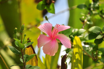 バリ島のハイビスカス