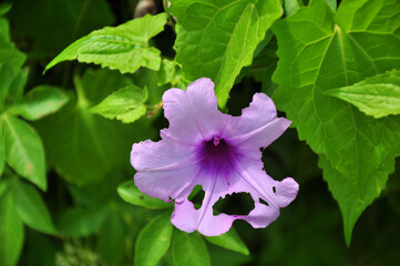 バリ島の紫の花