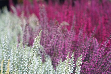 lavender field in region