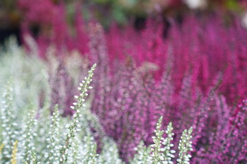 lavender in the field