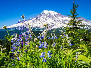 Alpine wildflowers in Mount Rainier