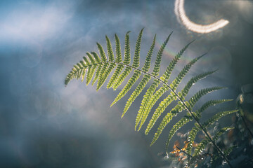 fern leaves in the morning vintage lens rendering