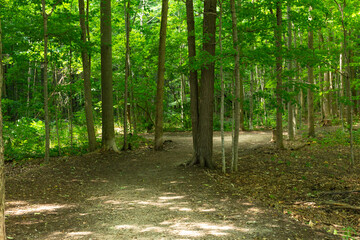 path in the forest