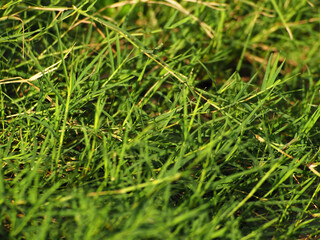 Close up shot of grass at the garden