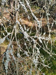 Tree moss (Pseudevernia furfuracea) growing on tree. Lichen.