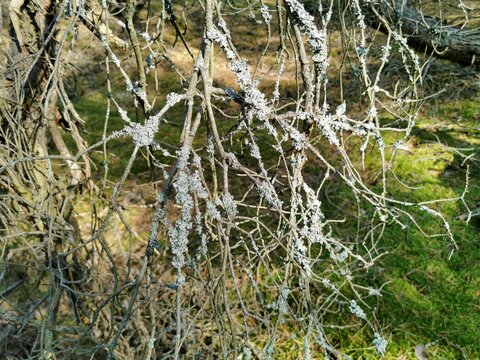 Tree moss (Pseudevernia furfuracea) growing on tree. Lichen.