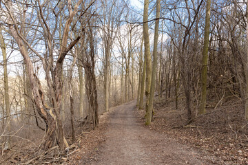 footpath in the woods