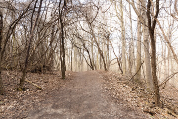 path in the forest