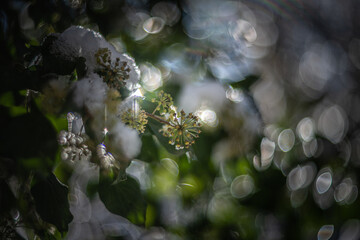 snow covered ivy branches vintage lens rendering