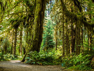 Hoh Rainforest at Olympic Peninsula in Washington