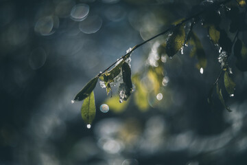 Shining Raindrops on the branches of a tree vintage lens rendering