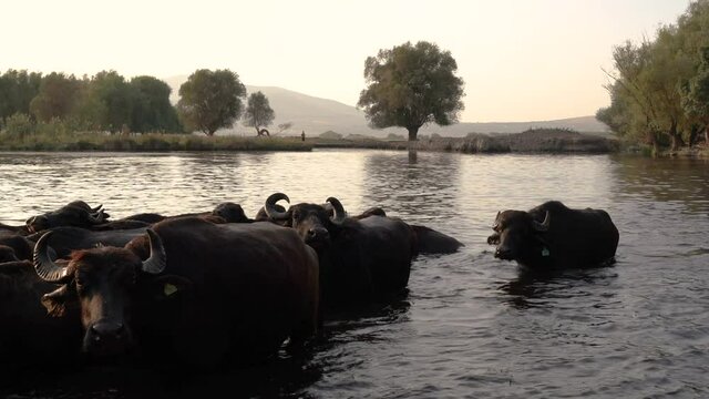 The passage of buffaloes through water. Buffalo migration, buffaloes, water, lake