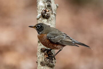 Bird in Tree