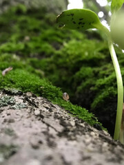 leaf with drops