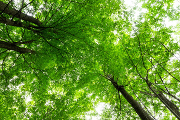 green leaves in sunlight