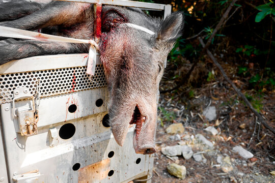 Hunting trophy, a hunted wild boar, bloody dead.