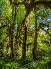 Fototapeta na wymiar Hoh Rainforest at Olympic Peninsula in Washington
